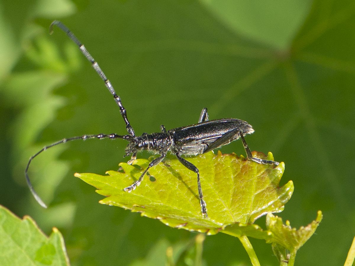 Habitus